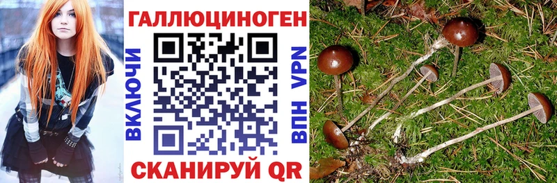 Псилоцибиновые грибы Psilocybe  купить наркоту  Махачкала 
